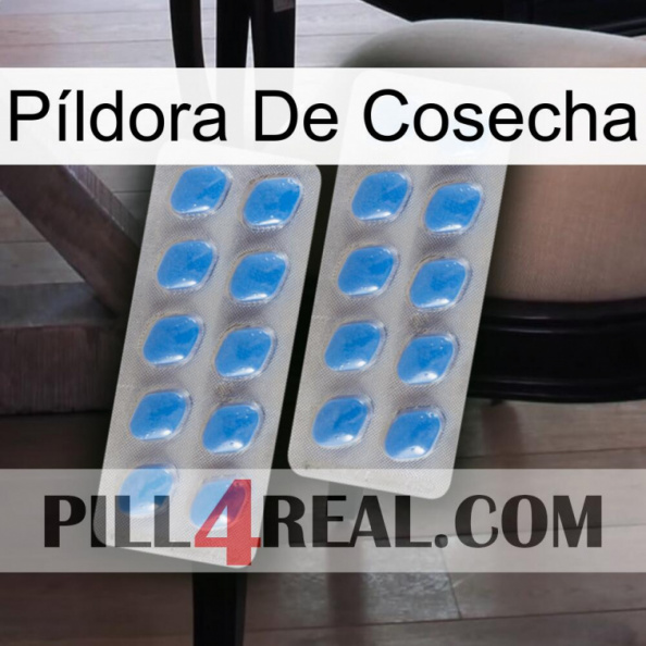 Píldora De Cosecha 23.jpg